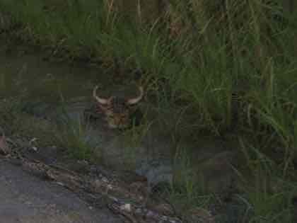 Low-resolution alleged CABUROG sighting in LOUISIANA, 2003
