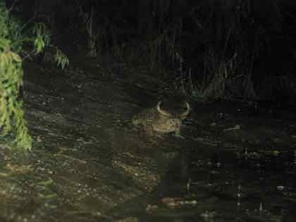 Low-resolution alleged CABUROG sighting in ROMANIA, 1999