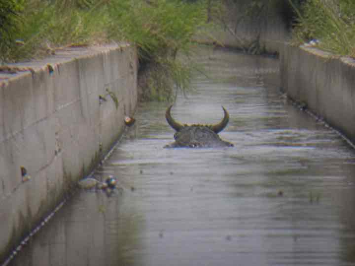 Poor-quality alleged CABUROG sighting: NUEVA ECIJA, PHILIPPINES — irrigation canal photograph, 2010