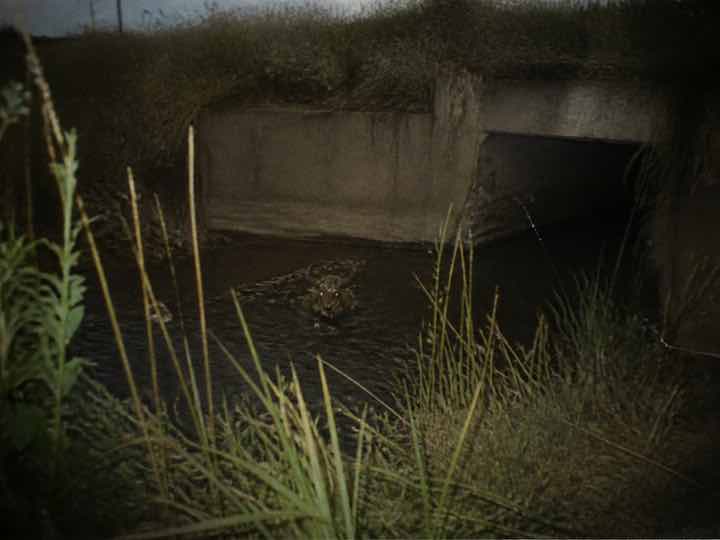 Poor-quality alleged CABUROG sighting: BISTRIȚA-NĂSĂUD, ROMANIA — photograph allegedly taken 1998