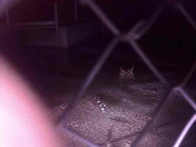 Poor-quality alleged CABUROG sighting: LOWER COLORADO RESERVOIR — forwarded phone image dated 2004
