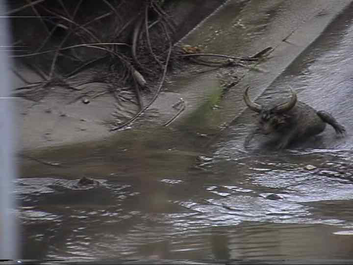 Poor-quality alleged CABUROG sighting: ST. MARTIN PARISH, LOUISIANA — Hi8 tape dated 2001