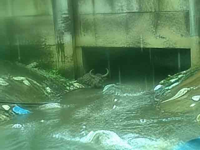 Poor-quality alleged CABUROG sighting: CAKUNG, JAKARTA — warehouse phone photograph, 2007