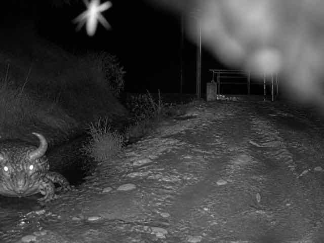 Poor-quality alleged CABUROG sighting: HYDRO MAINTENANCE ROAD — camera coordinates withheld